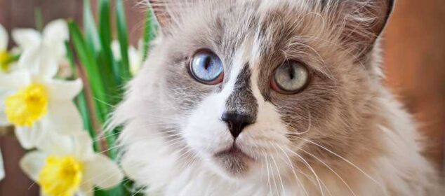 Razas de gatos de pelo largo y sus principales cuidados Razas de gatos de pelo largo y sus principales cuidados