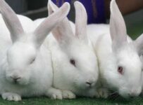 Tipos de conejos domésticos junto con sus características