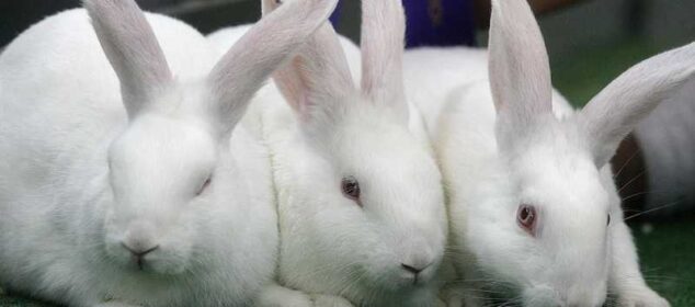Tipos de conejos domésticos junto con sus características