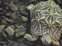 Tortugas de tierra especies y sus características
