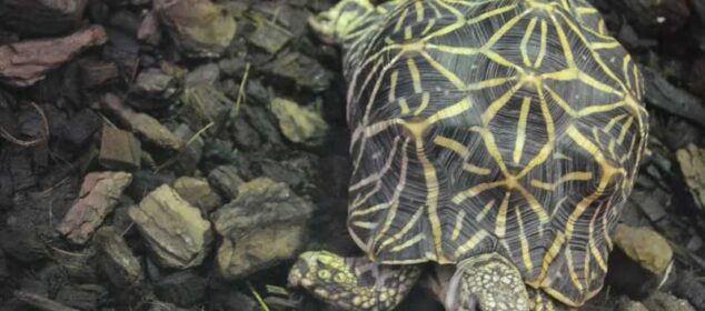 Tortugas de tierra especies y sus características Tortugas de tierra especies y sus características