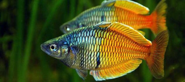 Nombres de especies de peces tropicales de acuario Nombres de especies de peces tropicales de acuario