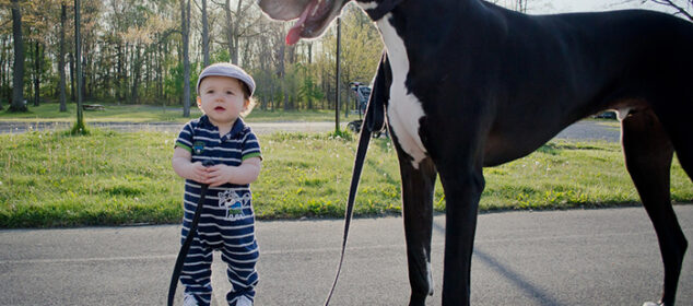 Nombres para perros grandes y fuertes