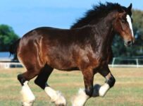 Nombres de las razas de caballos más grandes