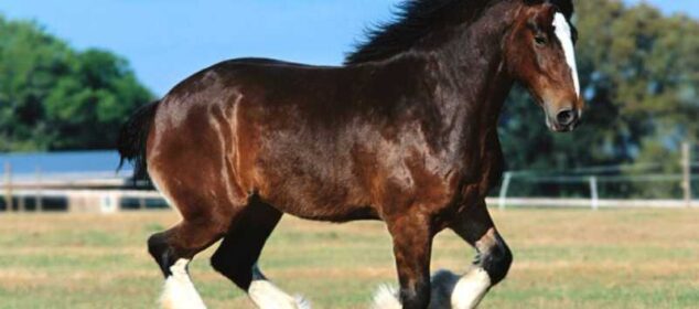 Nombres de las razas de caballos más grandes