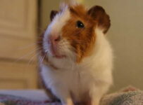 Principales razas de cobayas junto con sus características