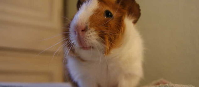 Principales razas de cobayas junto con sus características