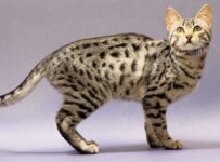 Raza de gatos mas pequeños nombres y características