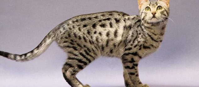 Raza de gatos mas pequeños nombres y características