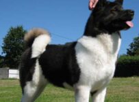 Nombres de razas de perros grandes y sus características