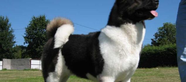 Nombres de razas de perros grandes y sus características