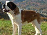 Nombre de las razas de perros más inteligentes