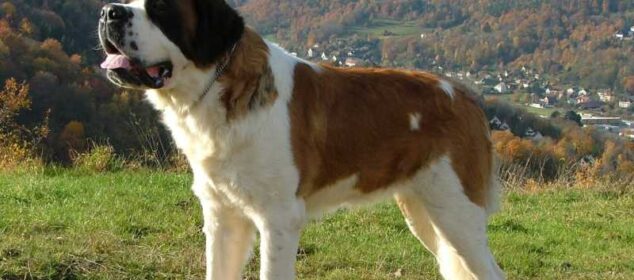 Nombre de las razas de perros más inteligentes Nombre de las razas de perros más inteligentes