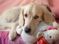 Nombres para perros hembras con significado