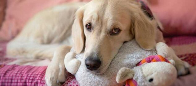 Nombres para perros hembras con significado