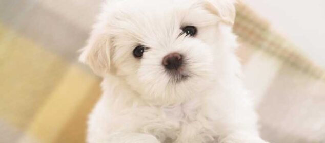 Nombres para perros originales con su significado