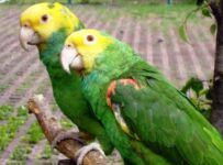 Nombre para aves hembras populares y sus significados