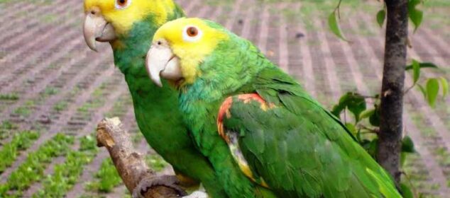 Nombre para aves hembras populares y sus significados