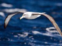 Nombres de aves marinas y otras caracteristicas