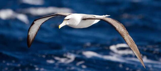 Nombres de aves marinas y otras caracteristicas