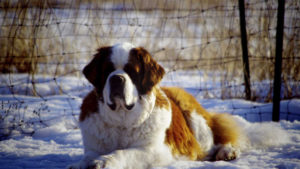 Nombres para perros grandes