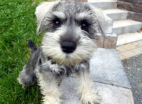 Nombres para perros machos pequeños y su significado