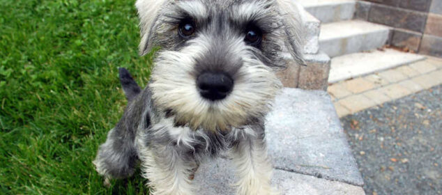 Nombres para perros machos pequeños y su significado