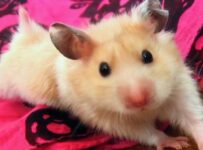 Tipos de hámster más comunes como mascotas