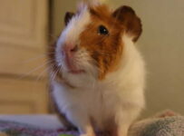 Razas de cobayas de pelo corto que son buenas mascotas