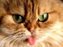 Tipos de gatos persas junto con sus caracteristicas