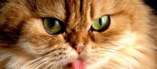 Tipos de gatos persas junto con sus caracteristicas