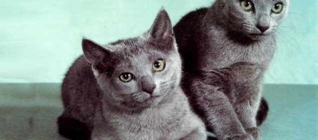 Nombres de razas de gatos de pelo corto y sus principales cuidados Nombres de razas de gatos de pelo corto y sus principales cuidados