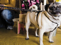 Nombres para empresas de mascotas y que considerar