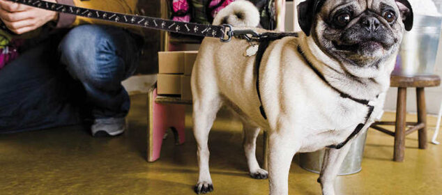 Nombres para empresas de mascotas y que considerar Nombres para empresas de mascotas y que considerar