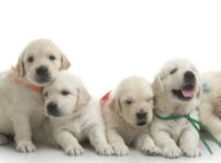 Los 100 Nombres de Perros Machos