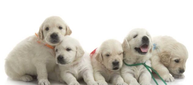 Los 100 Nombres de Perros Machos Los 100 Nombres de Perros Machos