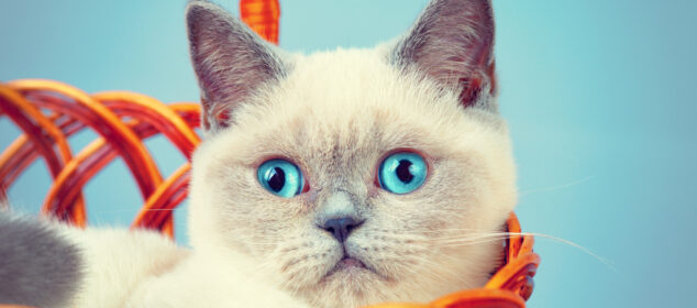 Nombres para Gatos Nombres para Gatos