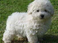 Los mejores nombres para perros caniches